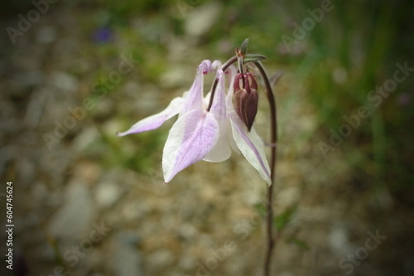 Obraz 寒さに強い多年草のオダマキ
