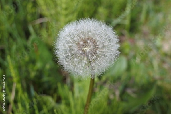 Obraz タンポポの綿毛