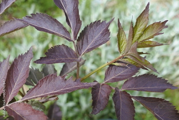 Obraz 黒いニワトコの葉