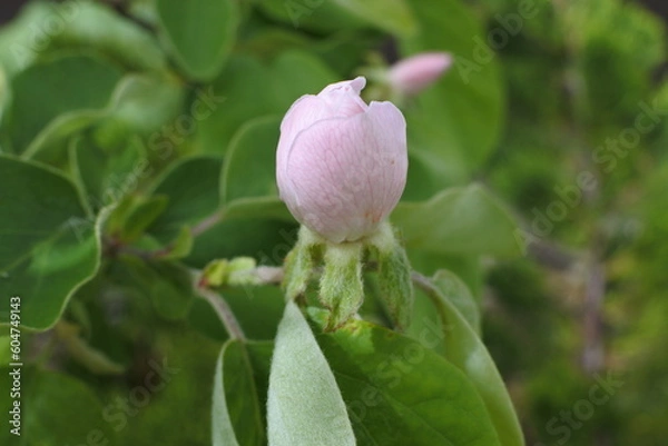 Obraz マルメロのつぼみ