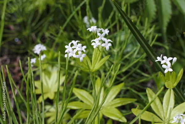 Obraz 春に咲く白い野草