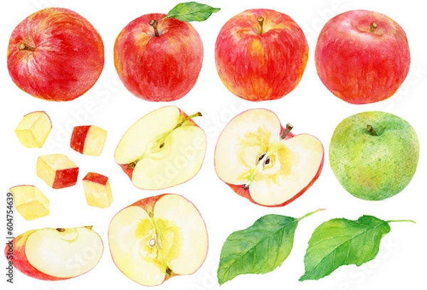 Obraz 様々なリンゴの水彩画イラスト　カットされたリンゴや青りんごも含む　素材集