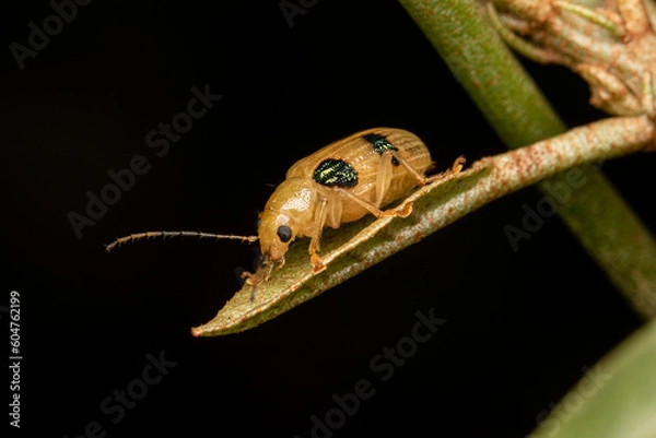 Obraz yellow and black dots weevil