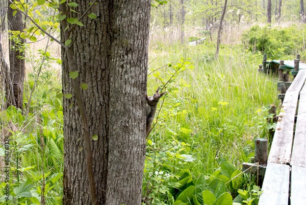 Obraz 木から覗くエゾリス