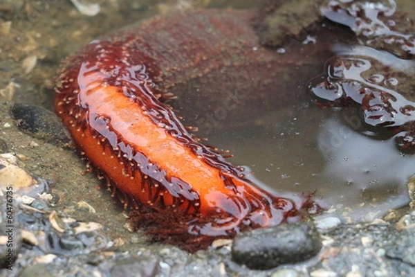Obraz Red Sea Cucumber at Low Tide