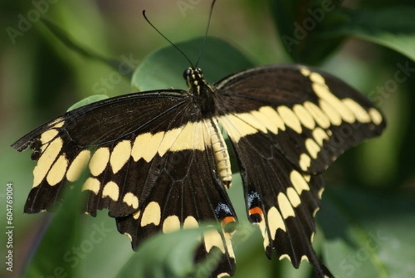 Obraz King Swallowtail