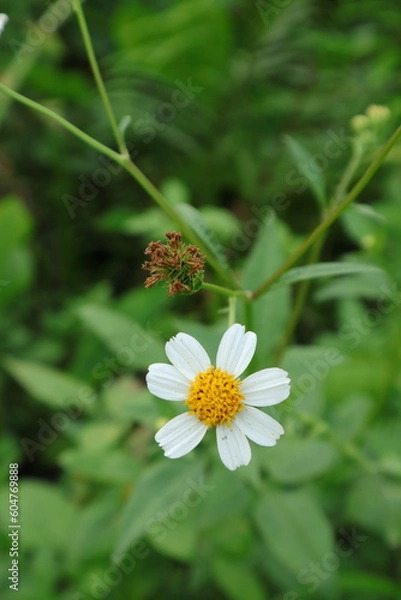 Fototapeta Colorful Yellow and White Petal of Bidens Pilosa a.k.a Black-Jack Daisy Flower, shot with vertical, Bokeh blur background and Copy Space