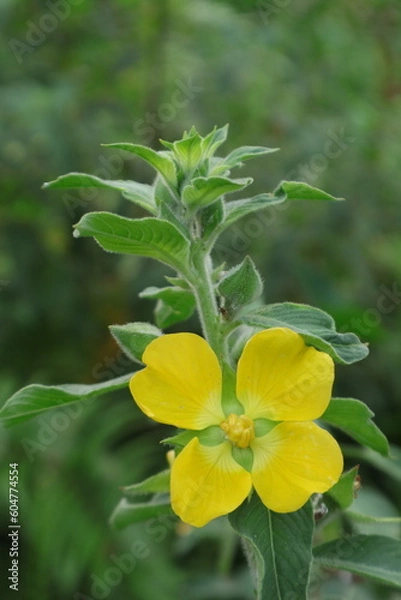Fototapeta Aquatic yellow petal ludwigia peruvian primrose in the meadow. With vertical shot, bokeh blur background and copy space.