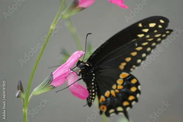 Obraz Spicebush Swallowtail