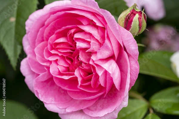 Obraz バラ　ピンクの薔薇　大輪