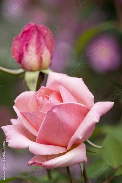 Obraz バラ　ピンクの薔薇　大輪