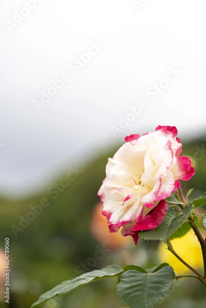 Obraz ピンクと白のバラ　大輪