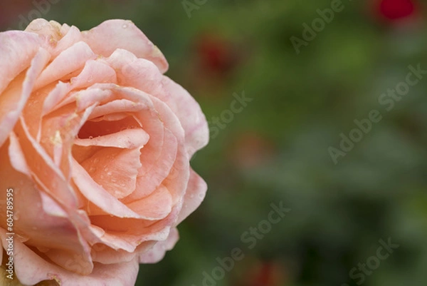 Obraz 薄いピンクのバラ　リメンブランス