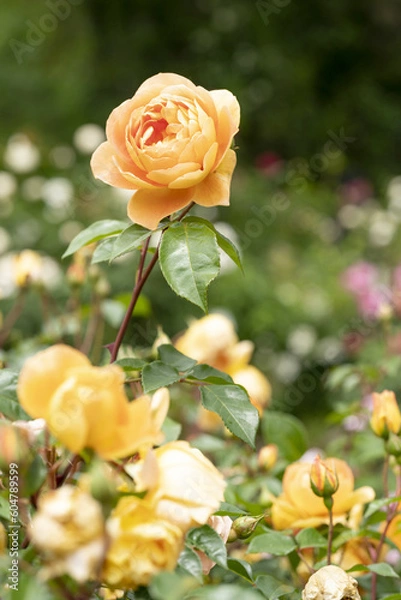 Obraz 黄色い薔薇　バラ