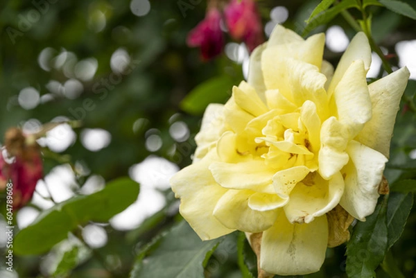 Obraz 黄色い薔薇　バラ