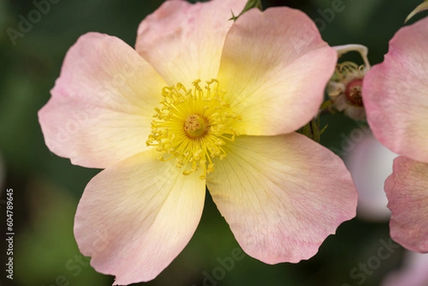 Obraz バラ　レインボーノックアウト