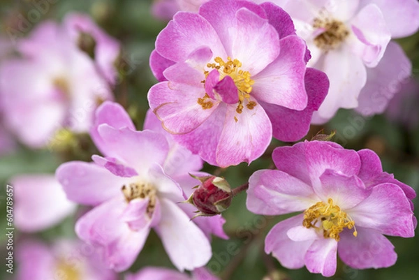 Obraz ブルーミスト　紫のバラ