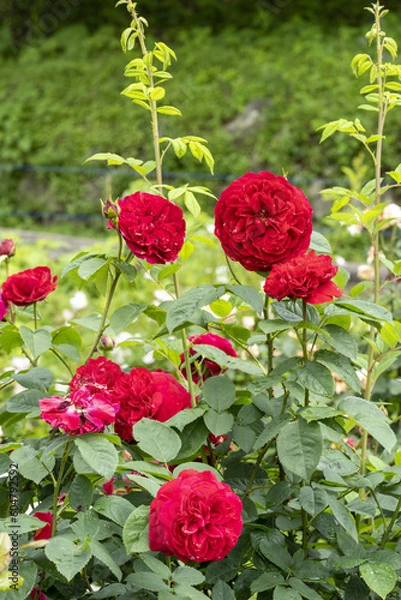Obraz 赤い薔薇　群生