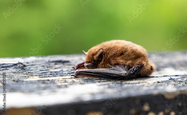 Fototapeta Nathusius' Pipistrelle (Pipistrellus nathusius) bat.
