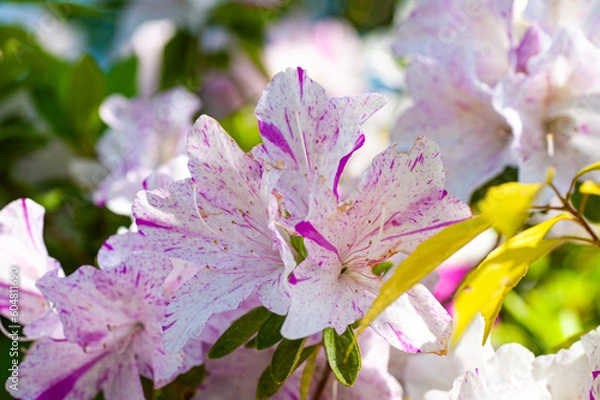 Fototapeta  D7C_8425