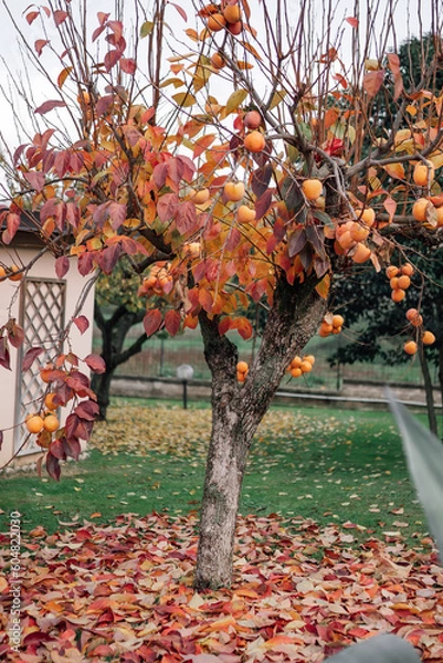 Fototapeta Persimmon tree with autumn harvest in orchard, colourful leaves under the persimmon tree, autumn seasonal harvest of delicious persimmon fruits, ripe exotic fruit in the garden
