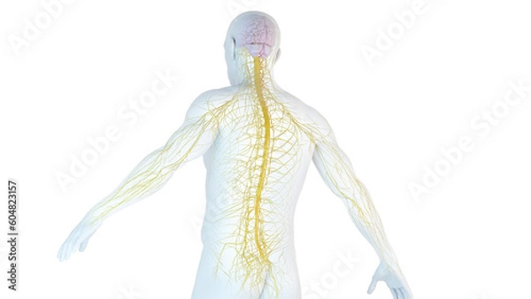 Obraz 3D Rendered Medical Illustration of Male Anatomy - Nervous System.