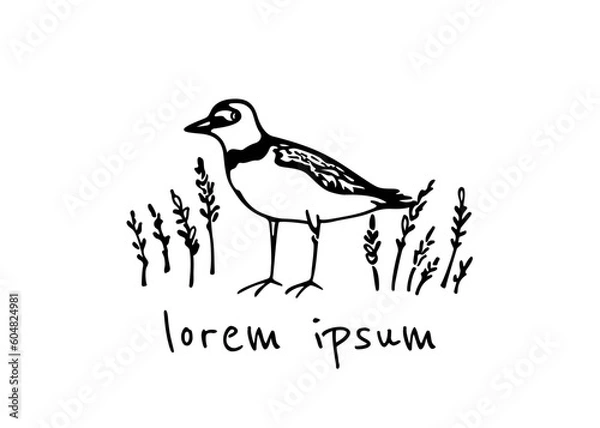 Fototapeta Vector card with hand drawn cute sandpiper among wetland grass. Beautiful animal design elements, ink drawing, logo template
