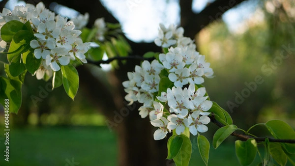 Fototapeta White flowers on an apple tree - lush hats of flowers and buds on tree branches in early spring. Sunny spring landscape - flowering apple orchard.
