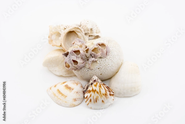 Obraz 貝殻　ランダム飾り