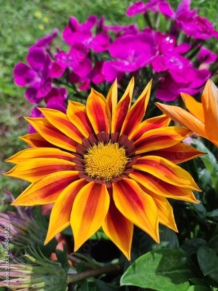 Obraz yellow and orange flowers