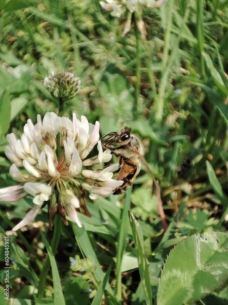 Fototapeta bee on a flower