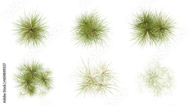Fototapeta Top view set of green grass isolated on transparent background, 2d plants, flat lay plant, 3d render illustration.