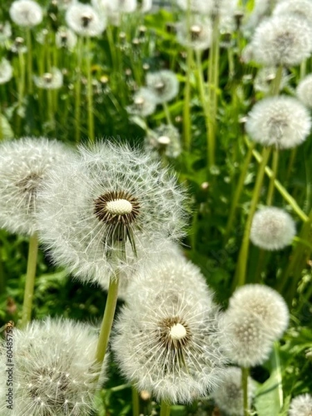 Fototapeta dandelion in the grass
