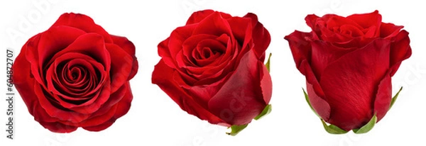 Fototapeta Rose isolated on white background, full depth of field