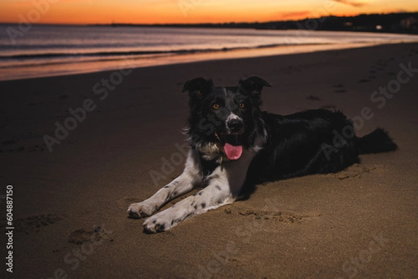 Fototapeta Border Collie 