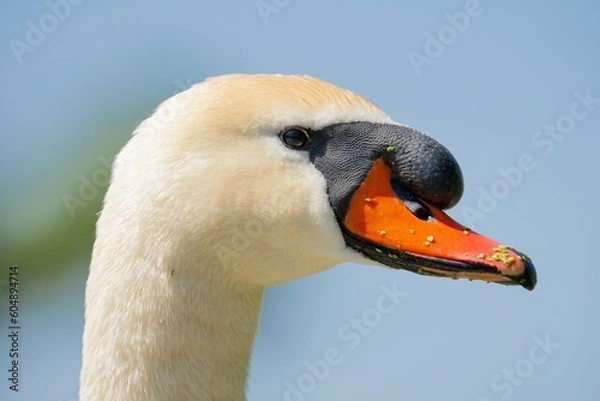 Fototapeta Close up of head of mute swan cygnus olor. View on white Swan head.