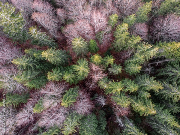 Fototapeta Carpathian forest