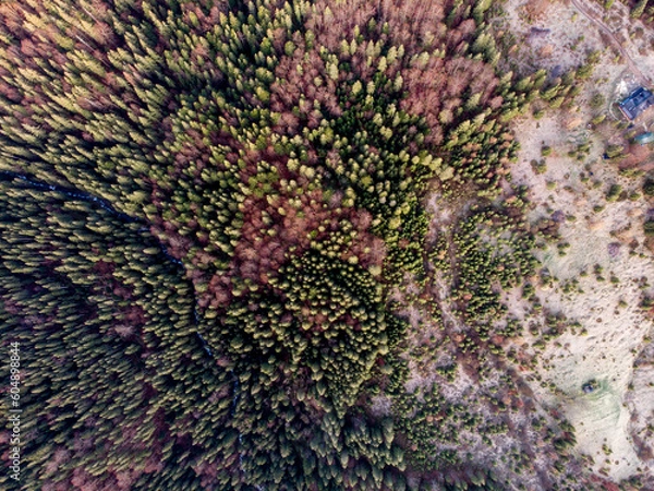 Fototapeta Carpathian forest