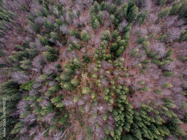 Fototapeta Carpathian forest