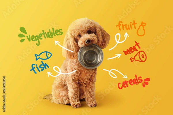 Obraz Toy poodle with empty bowl and food nutrients written on yellow background- Concept of dog food nutrition and diet
