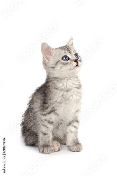 Obraz Gray kitten isolated on white