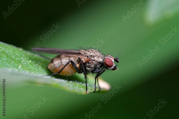 Fototapeta 고자리 파리, Onion maggot  