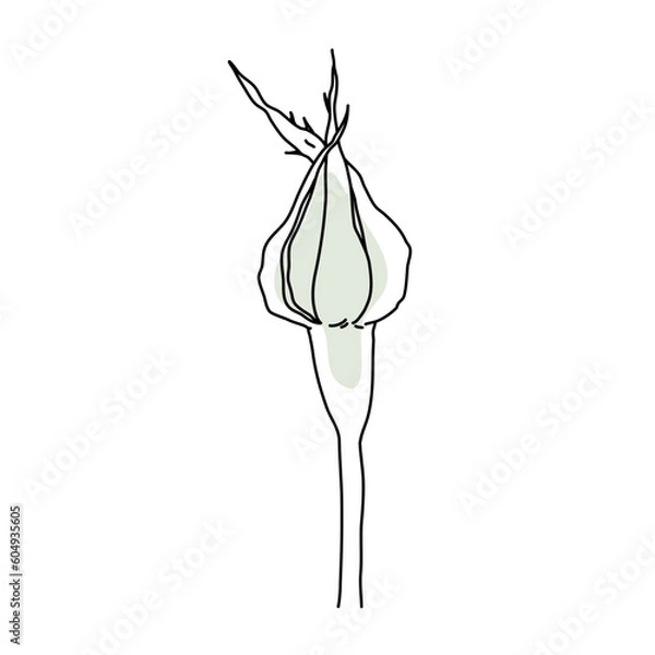 Fototapeta Rose flower bud on stem line art with pink shape. Hand drawn realistic detailed vector illustration. Black line on pink abstract organic shape clipart.