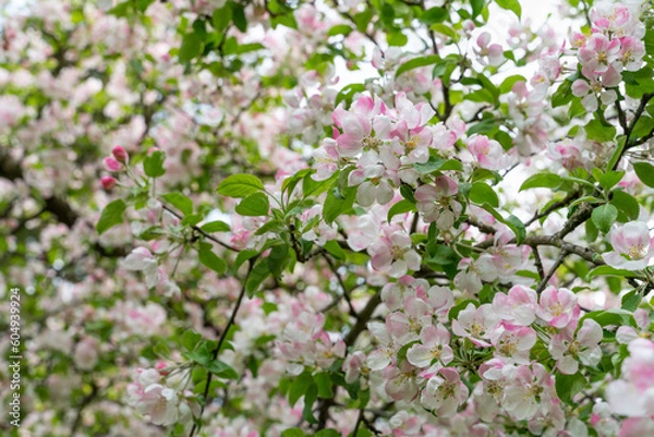 Fototapeta Blooming cherry blossom tree garden in spring