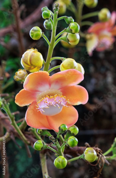 Fototapeta Flower of the Cannonball tree (Couroupita guianensis) in Esplanade Park, Singapore.