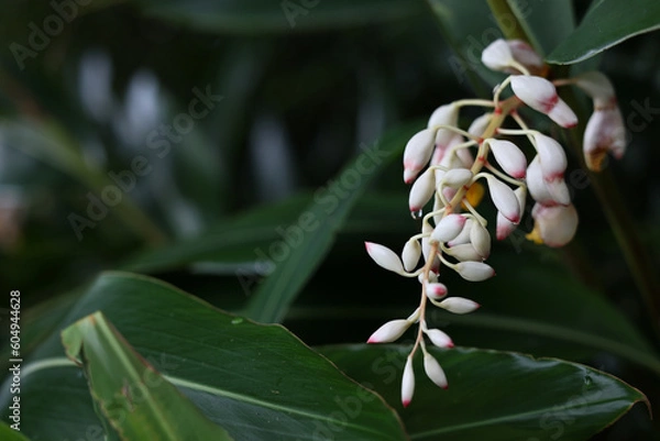 Obraz 沖縄県宮古島　月桃の花