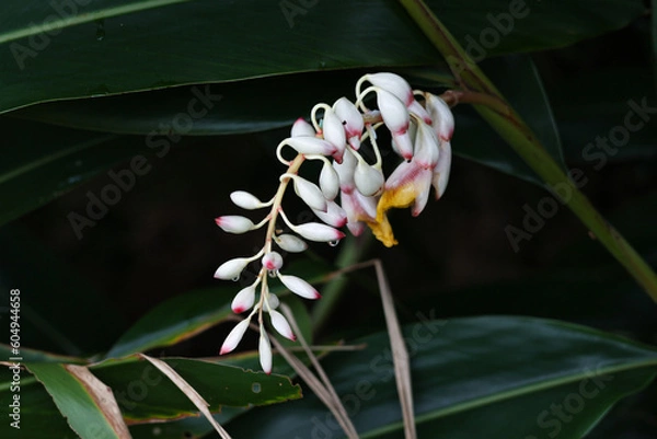 Obraz 沖縄県宮古島　月桃の花