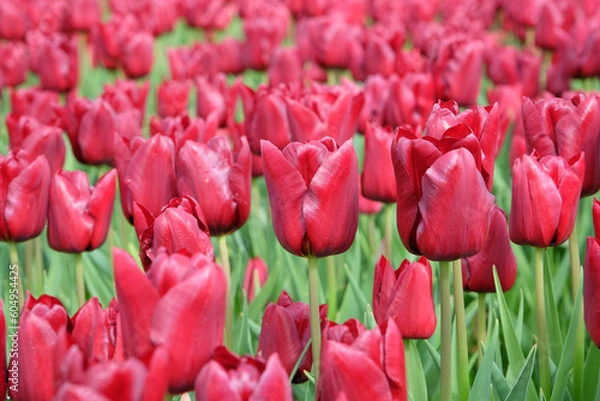 Obraz Triumph Tulip 'Pallada' in flower.
