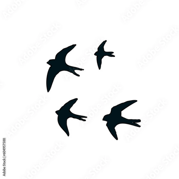 Fototapeta Swallow bird sketch with a transparent background
