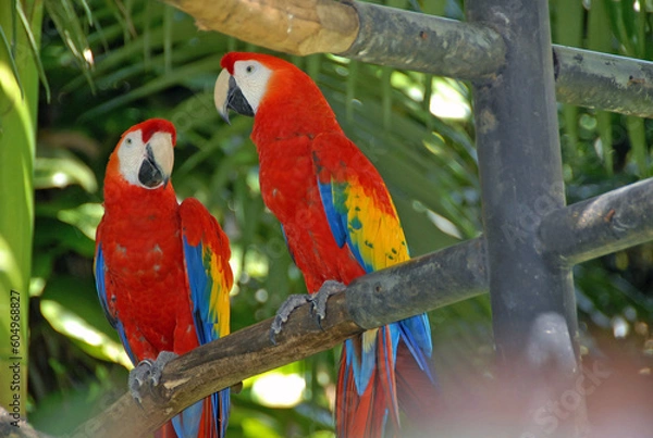 Fototapeta Scarlet macaws